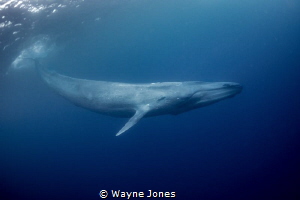 Pygmy Blue Whale -Balaenoptera musculus brevicauda by Wayne Jones 
